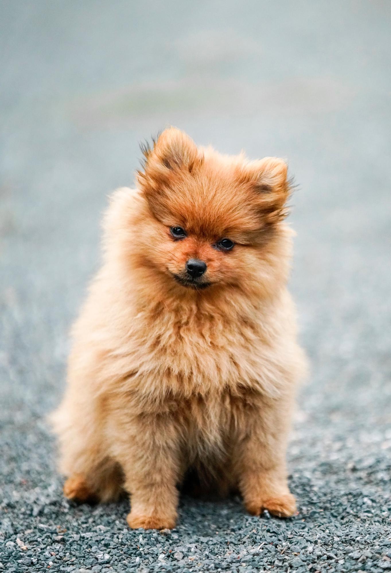 Los perros de raza Pomerania destacan por su melena.