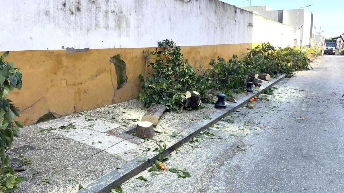 VÍDEO | Obra con corte y tala de 32 árboles en San Juan de Aznalfarache