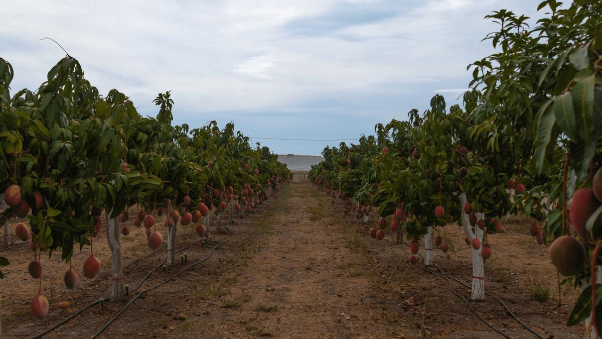 Plantación de mangos en La Mayora.