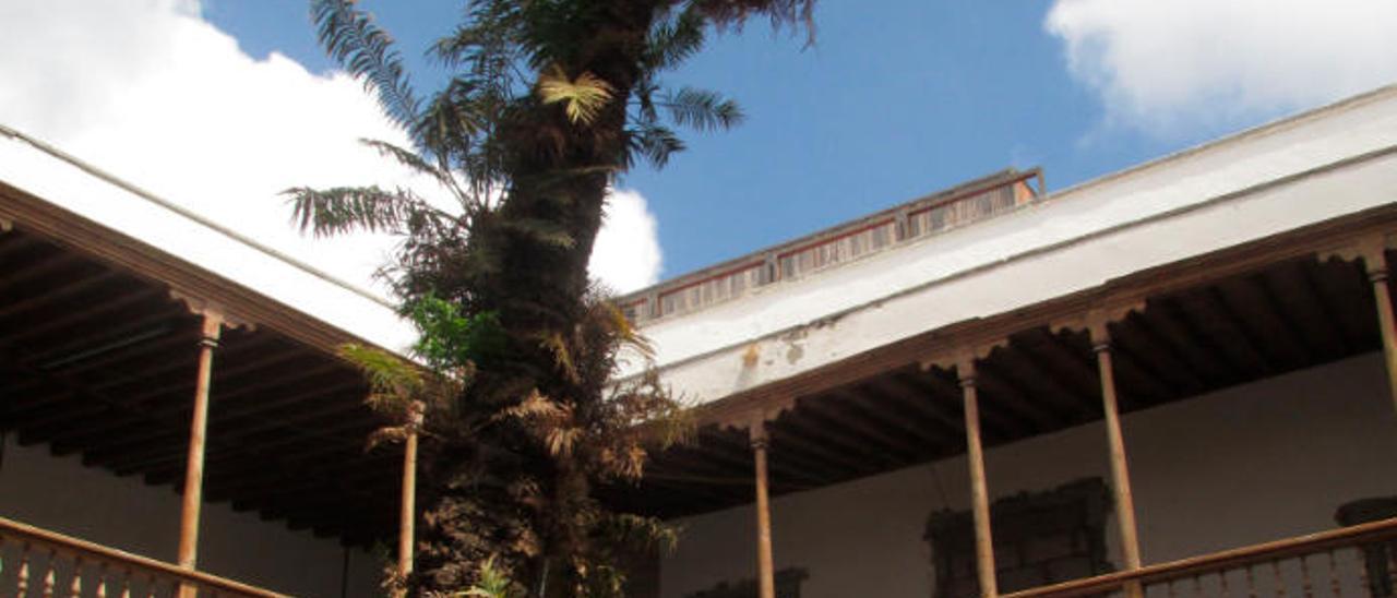 La cycas bicentenaria, ayer, en el patio central del Hospital San Martín.