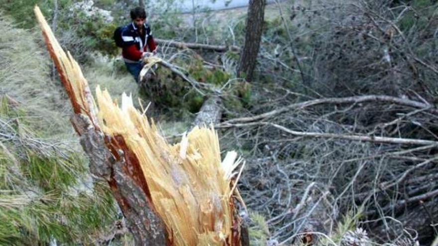 La nieve causó graves destrozos en el arbolado forestal.