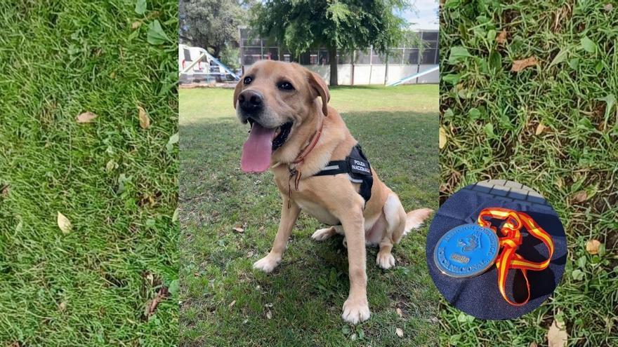 Scottex, el perro premiado por la Policía que ha resuelto algunos de los crímenes más mediáticos