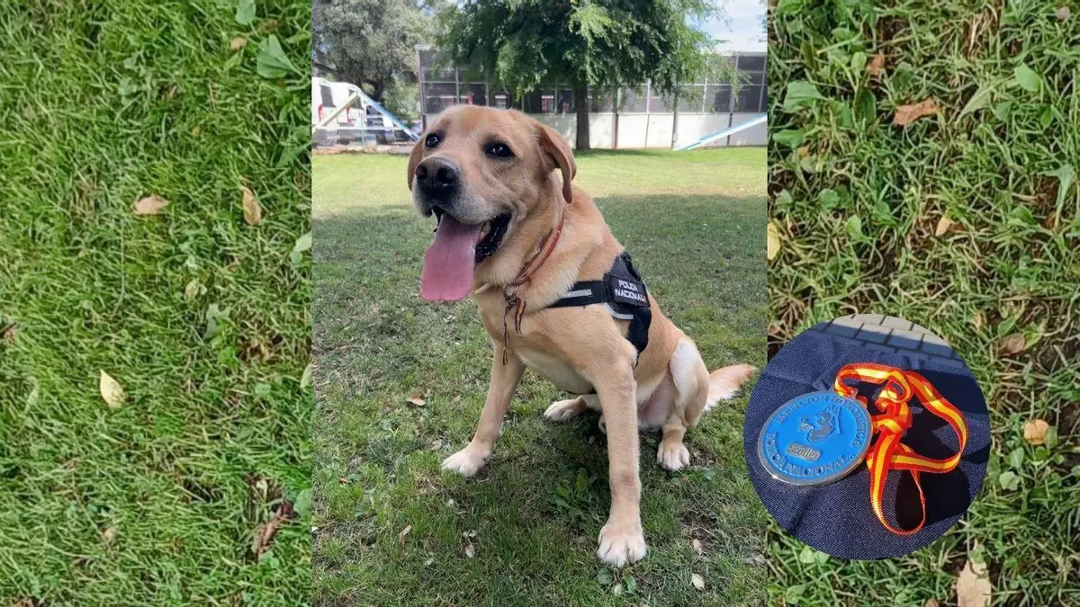 Scottex, el perro premiado por la Policía que ha resuelto algunos de los crímenes más mediáticos