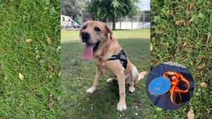 Scottex, en la Unidad de Guías Caninos de la Policía Nacional, en Madrid. Junto a la medalla que ha recibido.