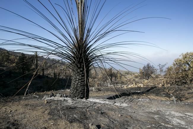 INCENDIO EN LA PALMA