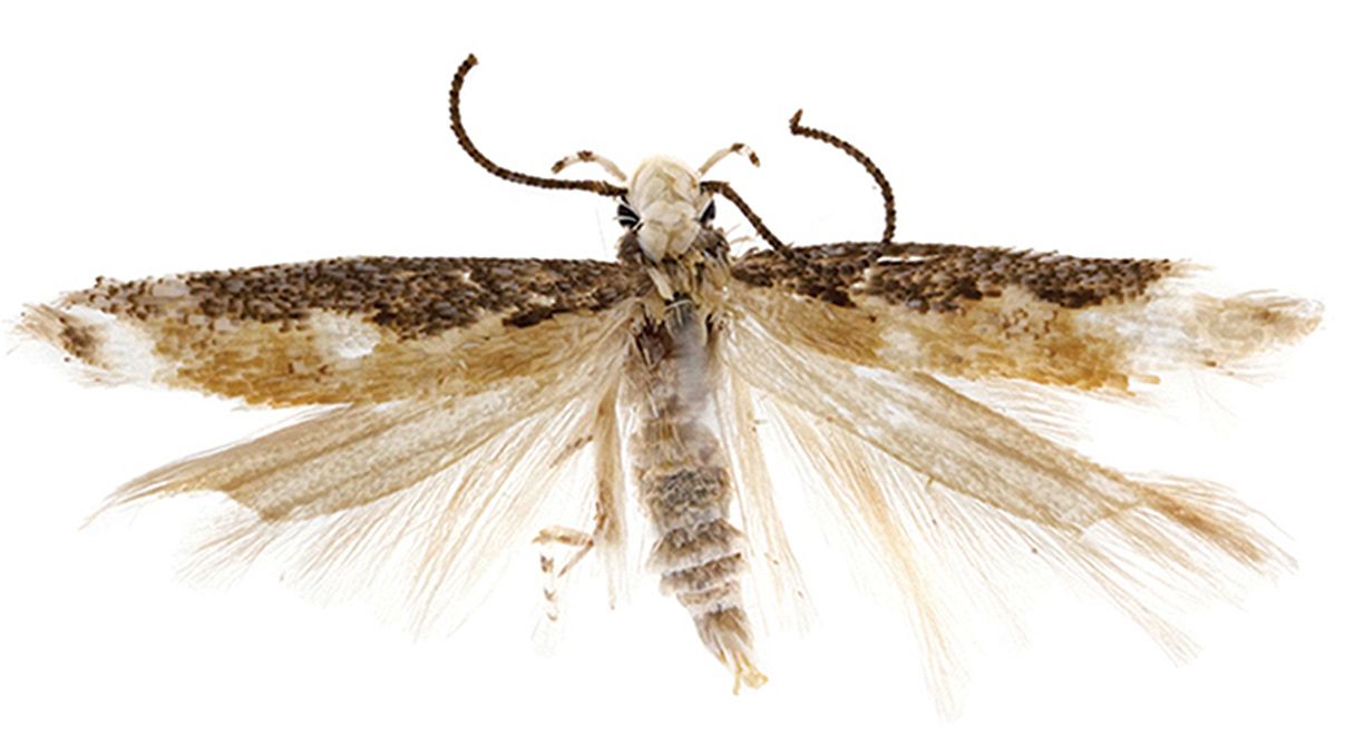 Neopalpa donaldtrumpi.