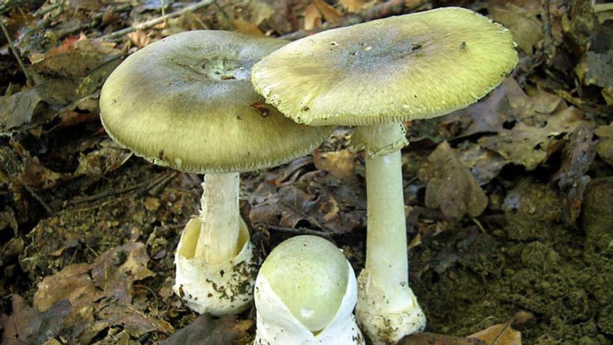 L&#039;amanita phalloides és un bolet tòxic · ACN