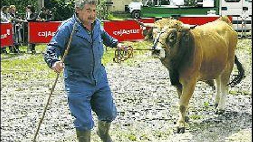 Virgilio Pato, con «Chaval», el toro ganador en la categoría de raza casina.