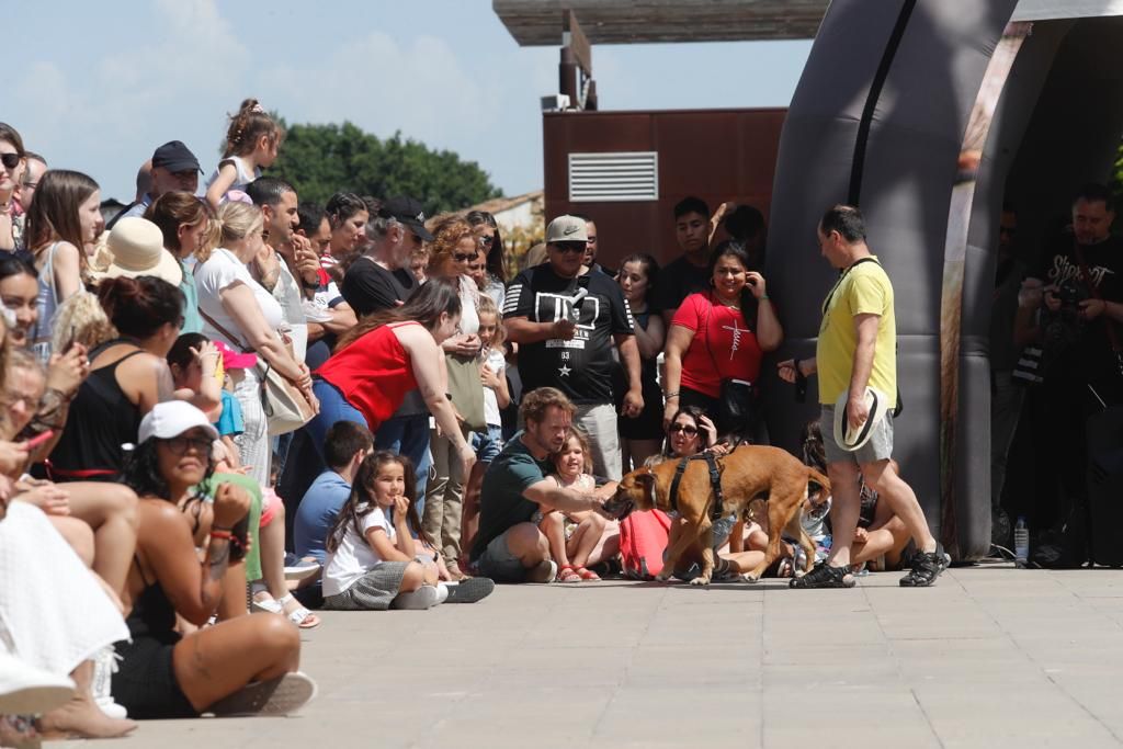 Pasarela de perros de adopción en Bioparc