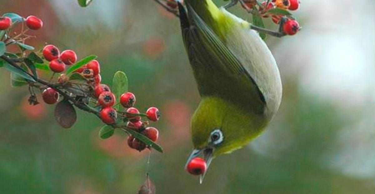 Ave frugívora consumiendo frutos