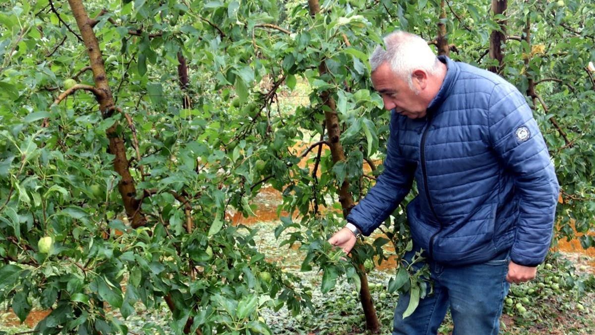 El presidente de Asaja Lleida, Pere Roqué, examina los daños por el granizo en un manzanar de Bellpuig