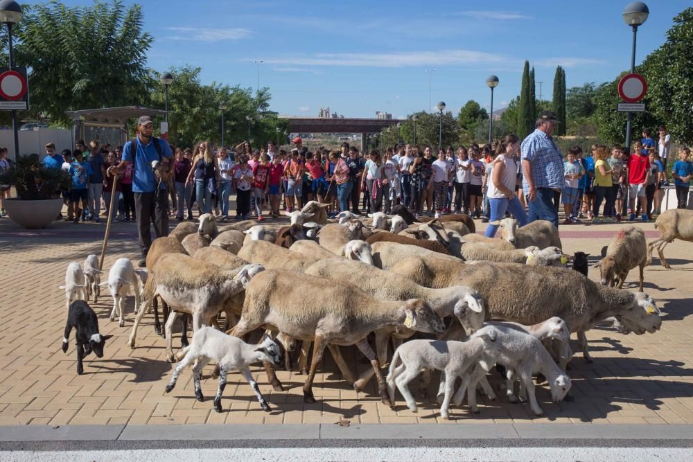 Ovejas por la Universidad