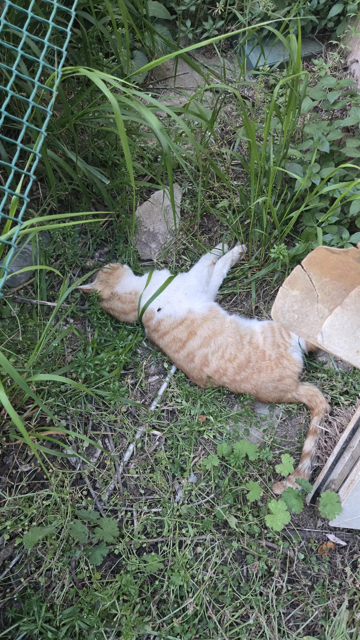Imatge d'un gat mort a l zona del cementiri de Manresa