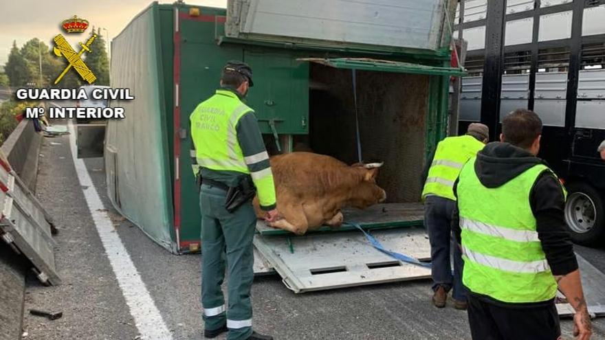 Uno de los animales que viajaban en el camión