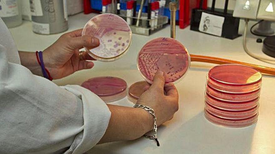 Muestras de bacterias susceptibles de provocar enfermedades, en un laboratorio.