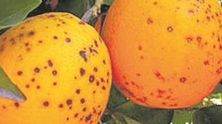 Europa alerta de la peligrosidad de tres plagas que afectan a la naranja