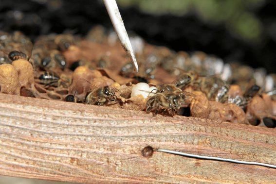 Pau Ixent Queralt und Biel Coll sind die einzigen Züchter von Bienenköniginnen auf der Insel. Ein Besuch auf den Wiesen von Son Berga bei Alaró