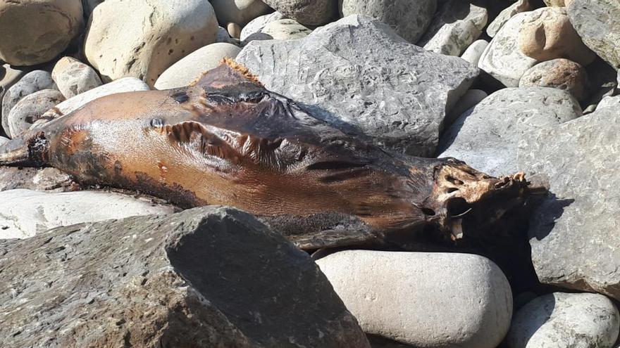 Aparece muerto un delfín en la costa de Oles