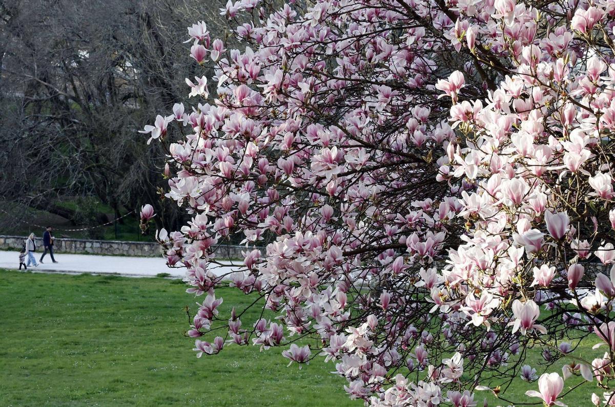 Imagen de árboles en flor en el parque Eugenio Granell en Santiago de Compostela.
