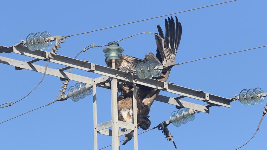 Ecologistas urgen seguridad en postes de la luz de las Salinas de Santa Pola tras electrocutarse un buitre leonado