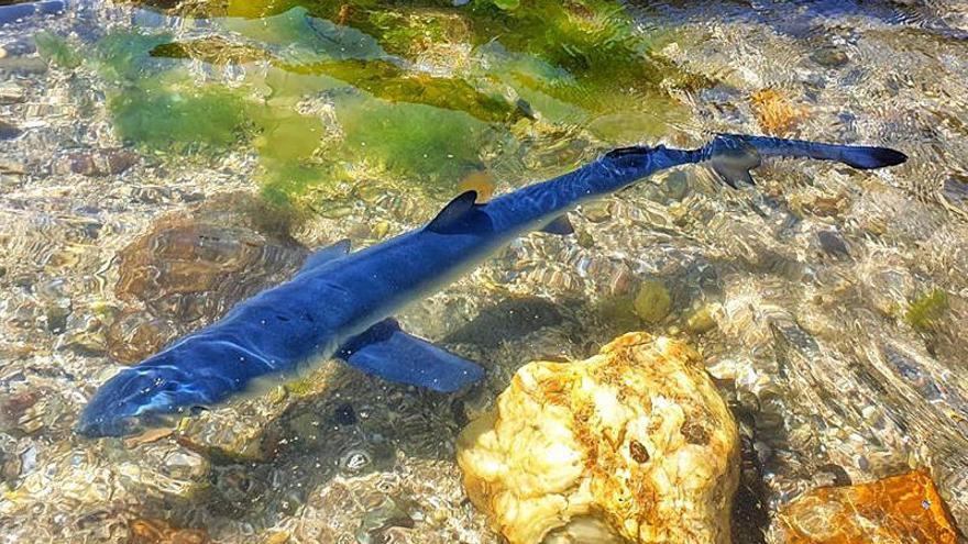 Tiburones en Galicia | Una tintorera en Monte Lourido