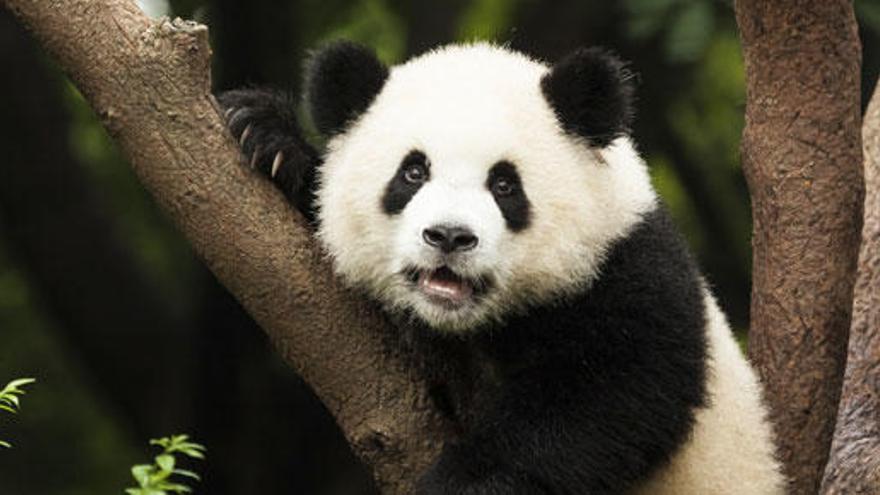 Actualmente hay 1.864 ejemplares de oso panda en el mundo.