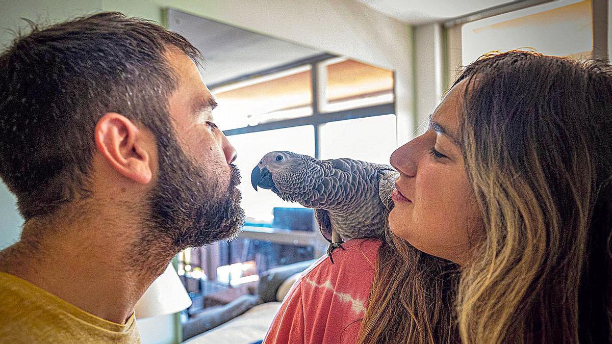 Biodivers entrega un cariñoso loro Yaco perdido a la pareja con la que convive en el barrio de Sarrià.