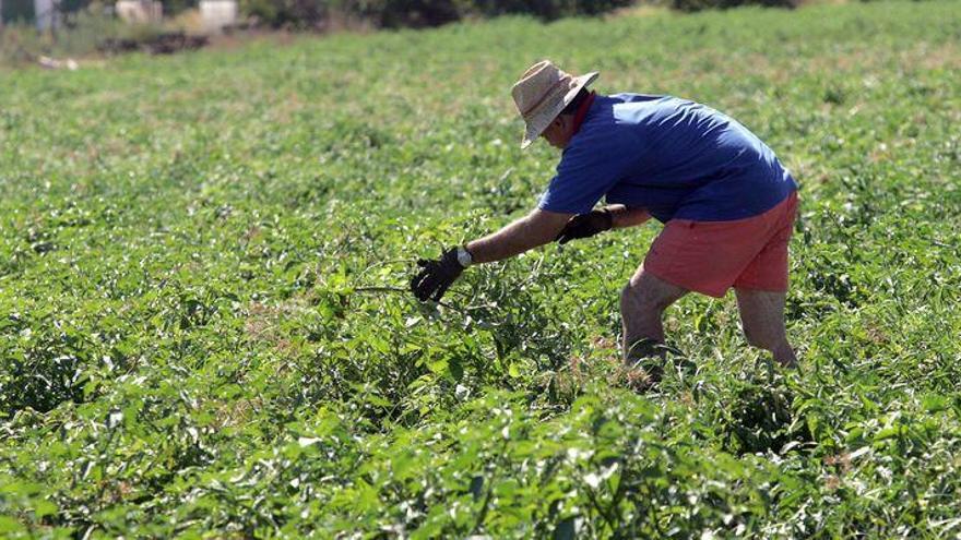 8.600 agricultores de Castellón 
se quedan sin ayudas europeas