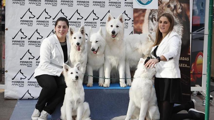 Zaragoza, epicentro canino