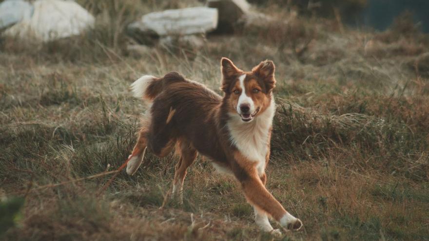 Teseo corte largo gráfico TRUCOS MASCOTAS: Este es el sonido perfecto y nada violento para ahuyentar  a los perros