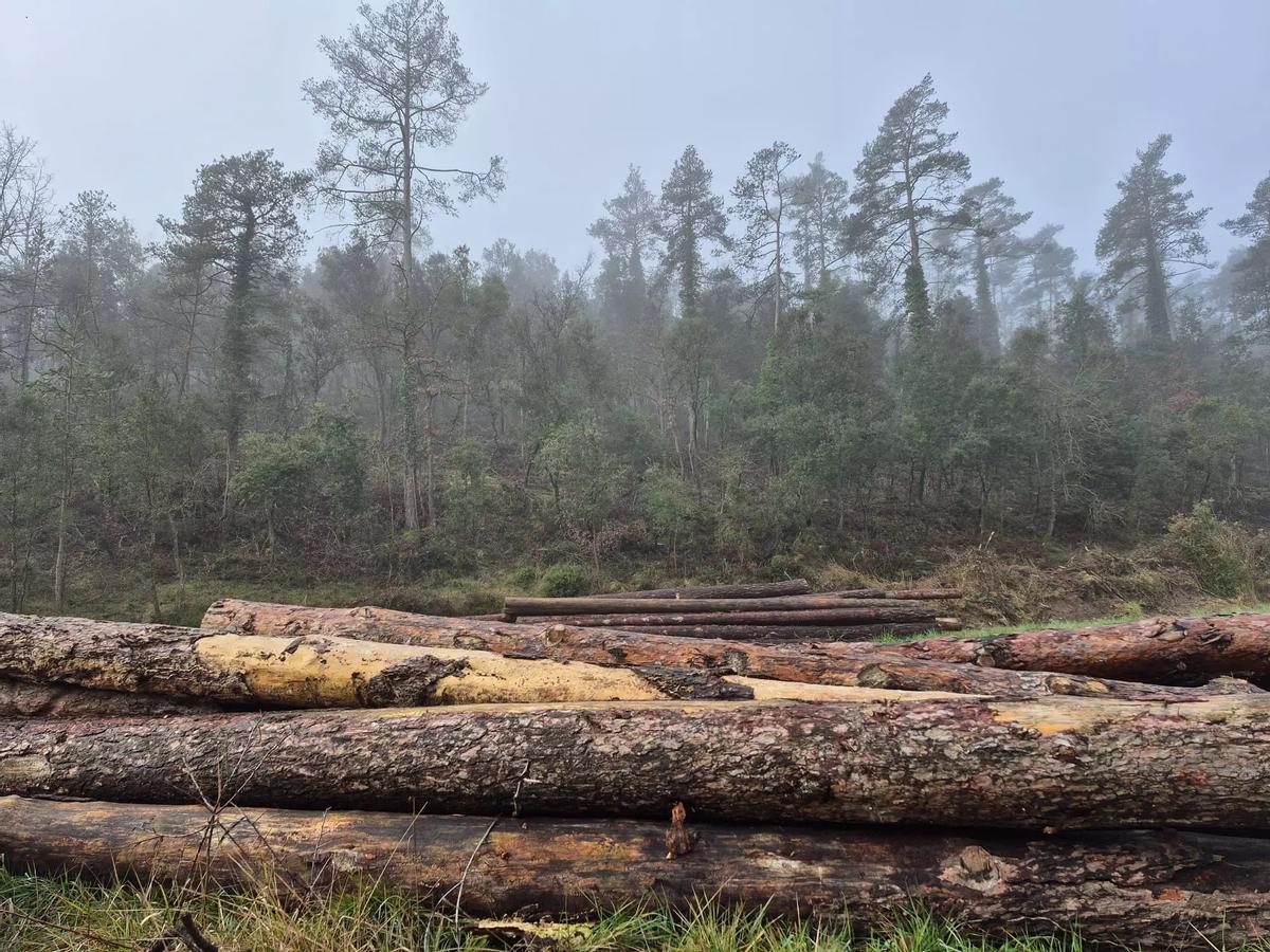 Pins morts durant la darrera sequera, ja tallats, davant d'un bosc gestionat