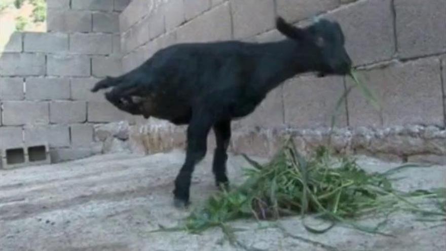 Una cabra recién nacida aprende a caminar sin patas traseras