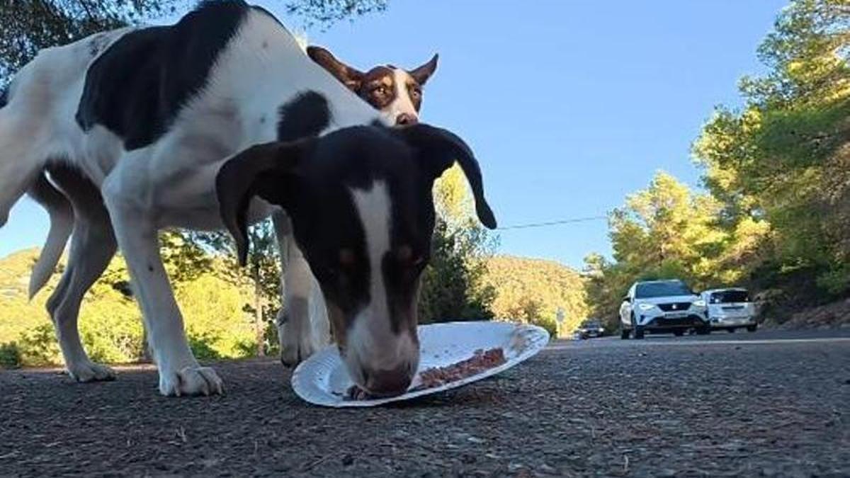 Los perros abandonados al borde de la carretera de Ibiza.
