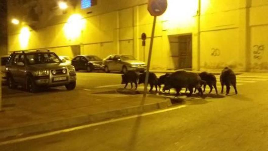 Senglars al barri de Sant Ponç de Girona, en una imatge del desembre de l&#039;any 2016.
