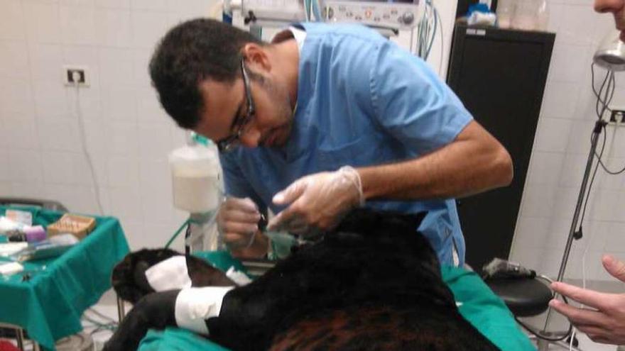 Antonio Pedro Da Silva realizando la endodoncia al leopardo. // D.S. / J. V.