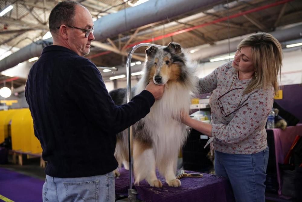 El Westminster Kennel Club, un dels shows de gossos de raça més importants del món