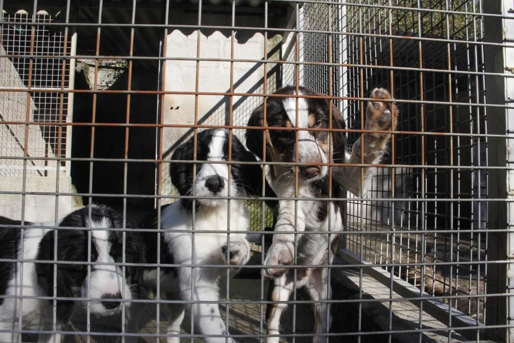 Cachorros abandonados en O Morrazo buscan un hogar