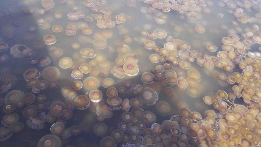 Las medusas en la costa de Lo Poyo, según se muestra en la página de Facebook de Salvemos Nuestro Mar Menor.