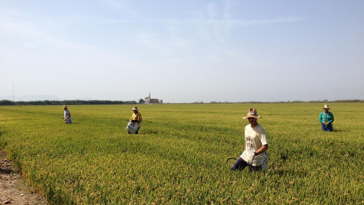 Agricultores en los campos de arroz de la Albufera.