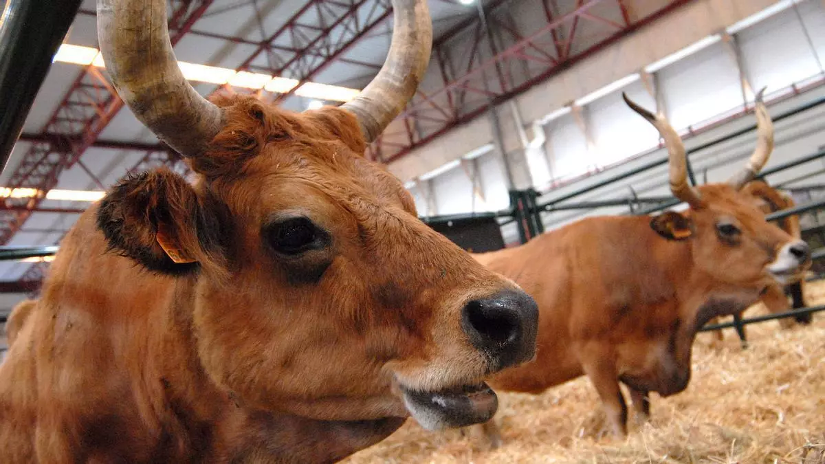 Animales que podrían ir a la PAU, porque sacan un 10 en la Semana Verde
