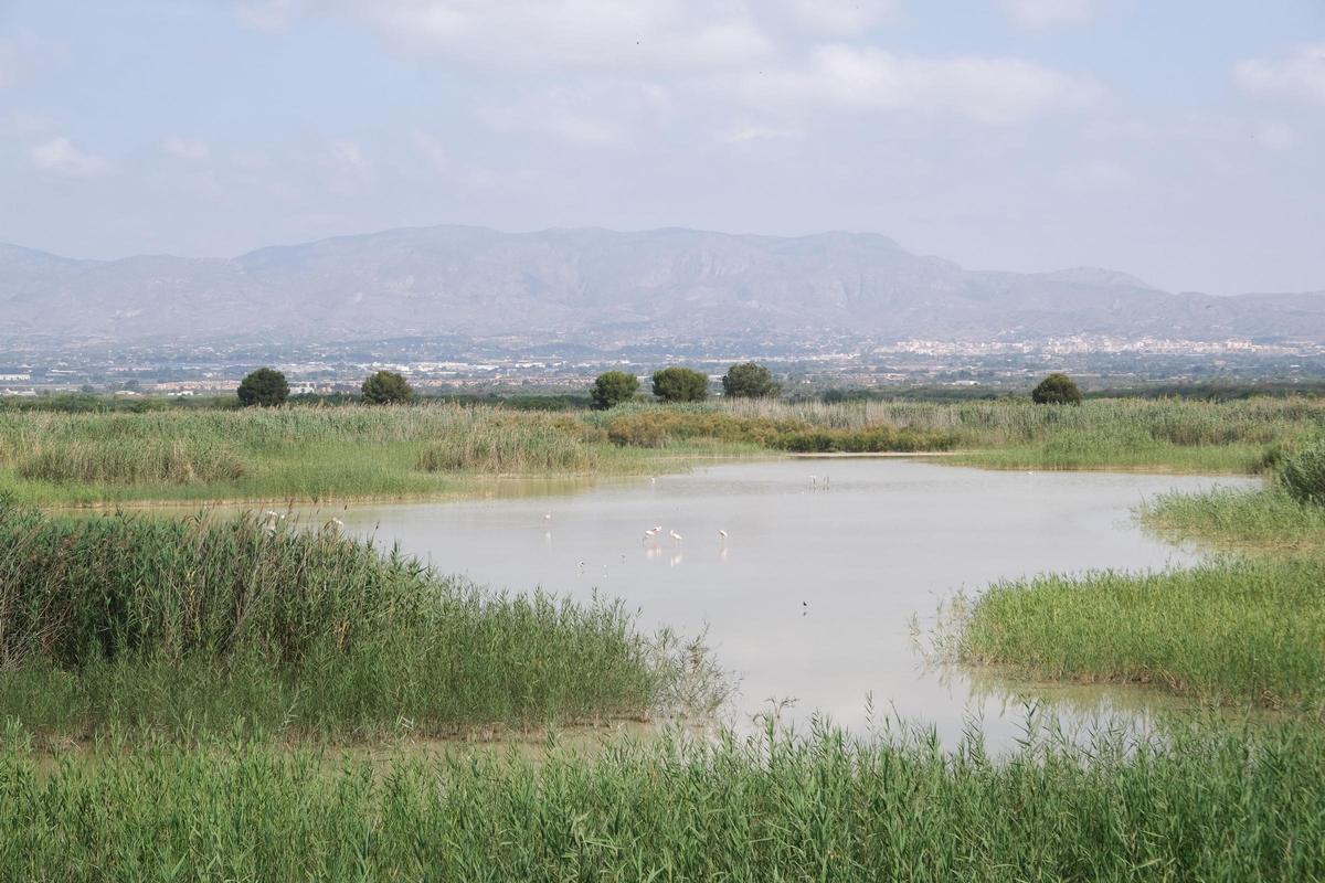 Parque Natural de El Hondo y, al fondo, el núcleo urbano de Crevillent