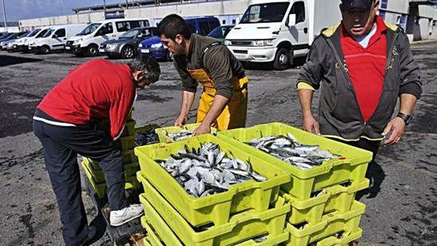 Un grupo de mariñeiros descarga sardiña nun porto galego.