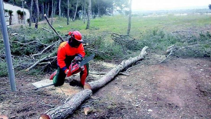 Varios alumnos de Movera sanean el pinar del Royo