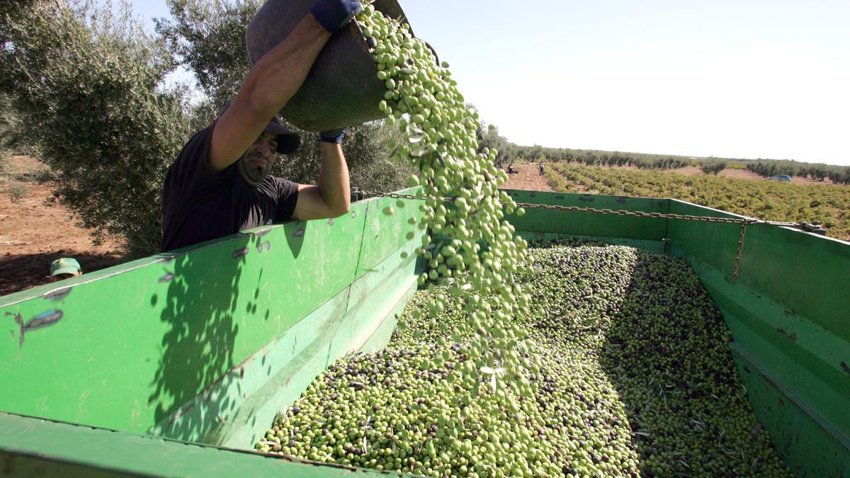 Temporeros en una campaña de recogida de la aceituna en Extremadura.