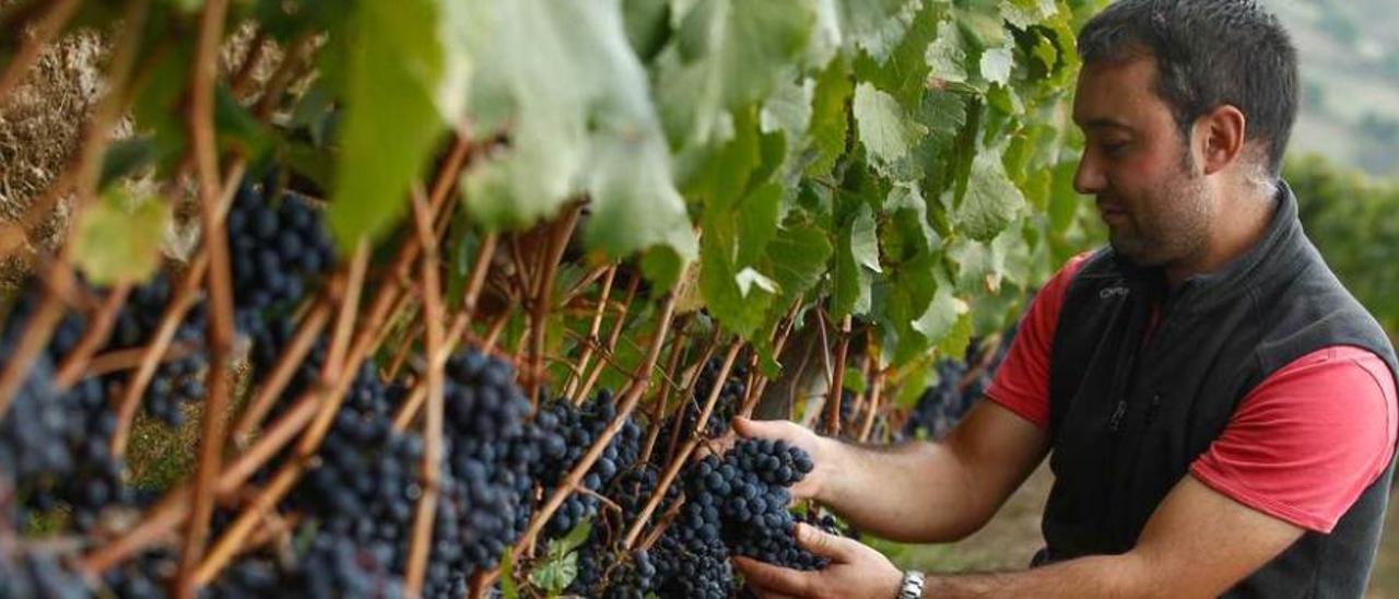 José María Martínez en su viñedo de Las Barzaniellas, el más extenso de Asturias, con uvas de carrasquín.