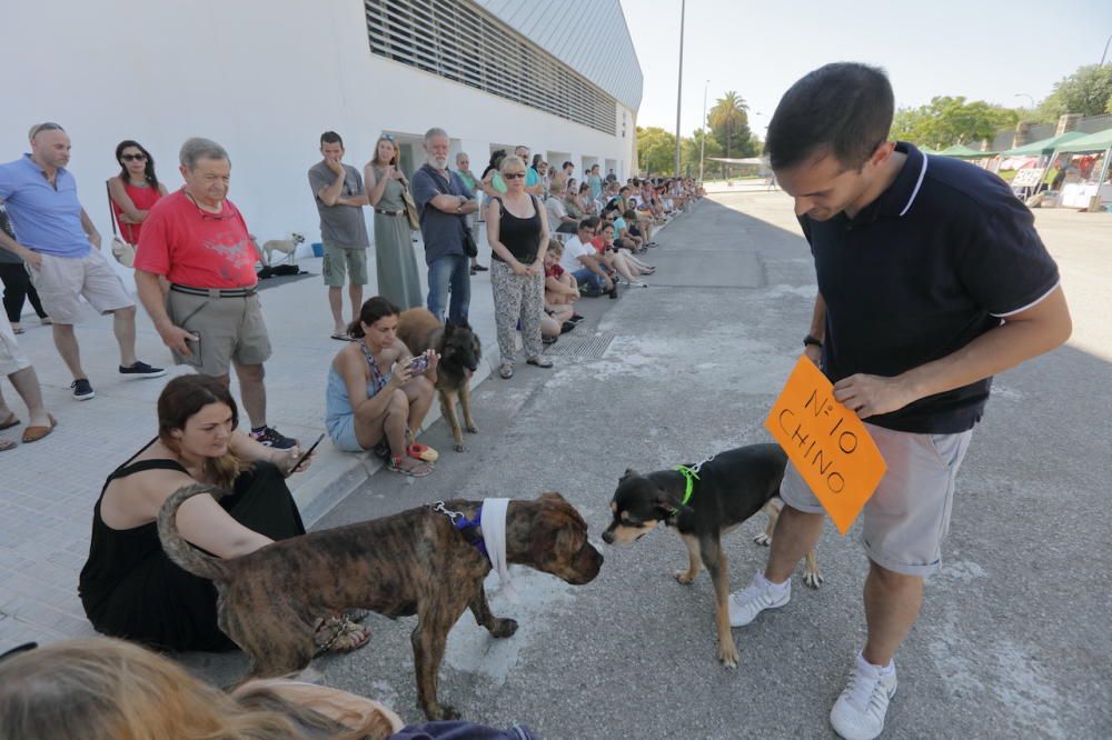 Desfile de perros que buscan un hogar