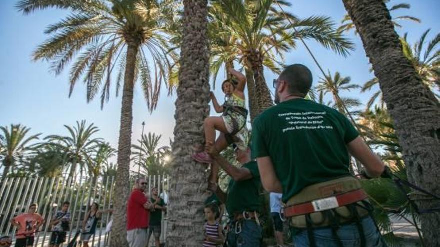 Cantera de trepadores de palmera