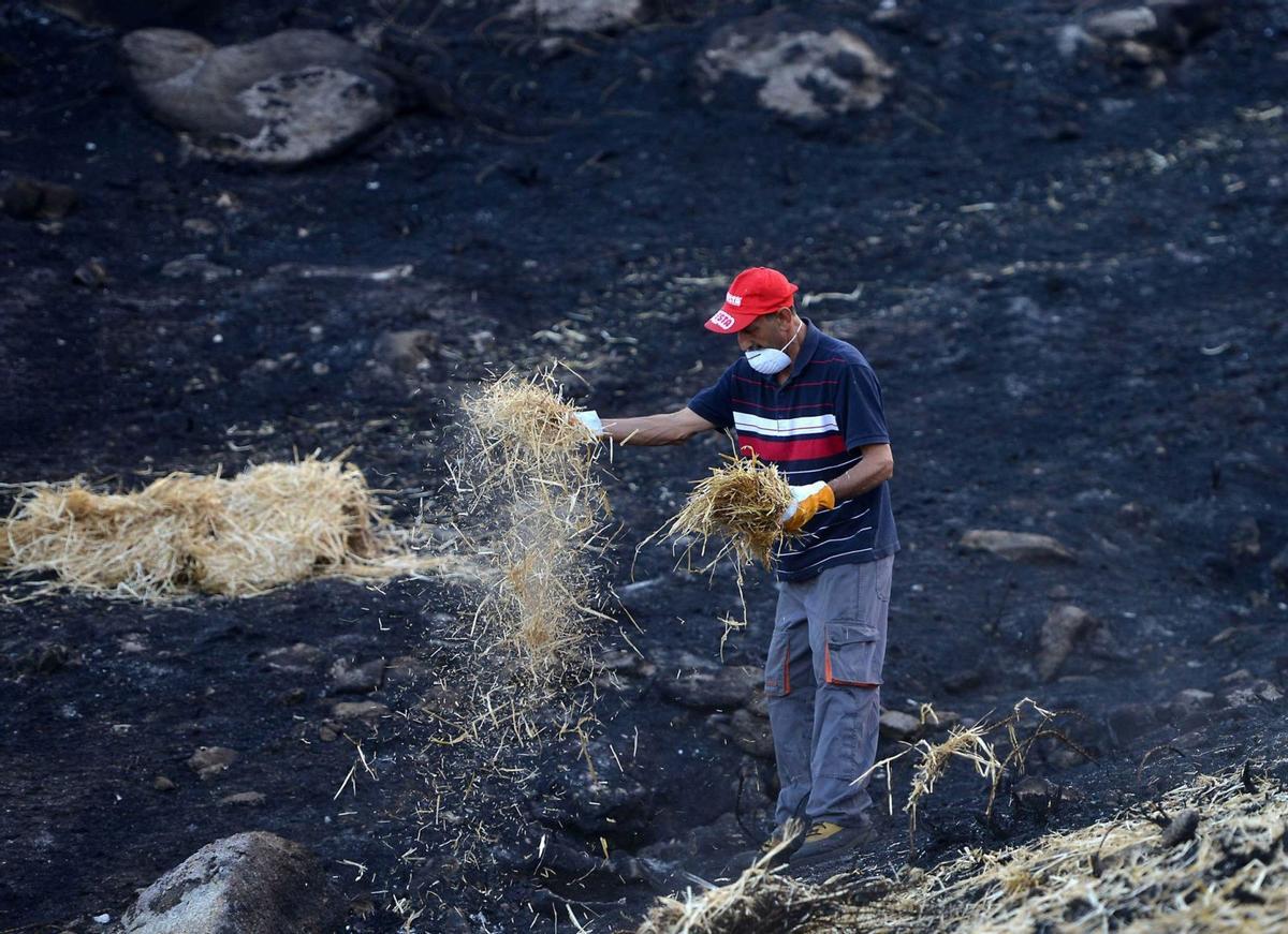 Operación con «mulching»
o esparcido de paja en montes
quemados. 
| Gustavo Santos