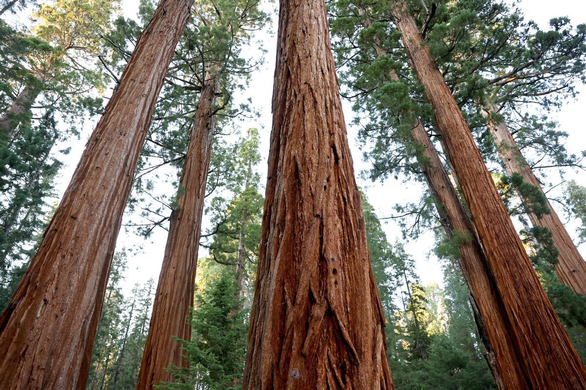 Una secuoya gigante y otros árboles quemados por el incendio forestal del 2020.