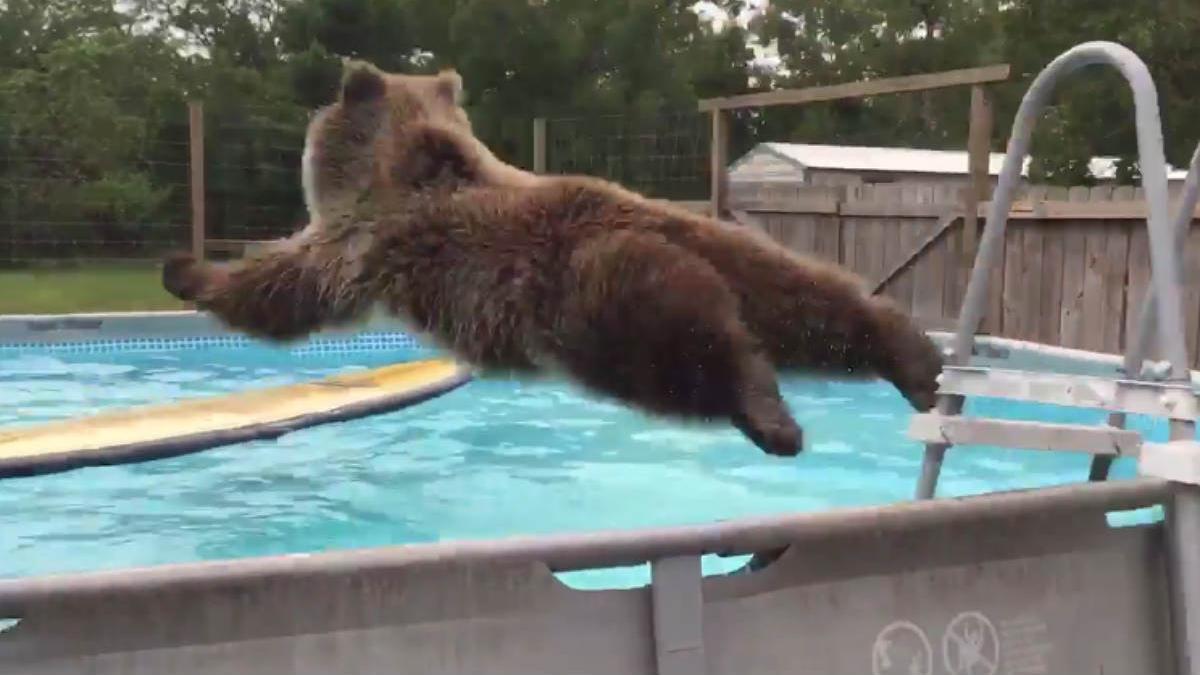 Bruiser, en el momento de tirarse a la piscina.